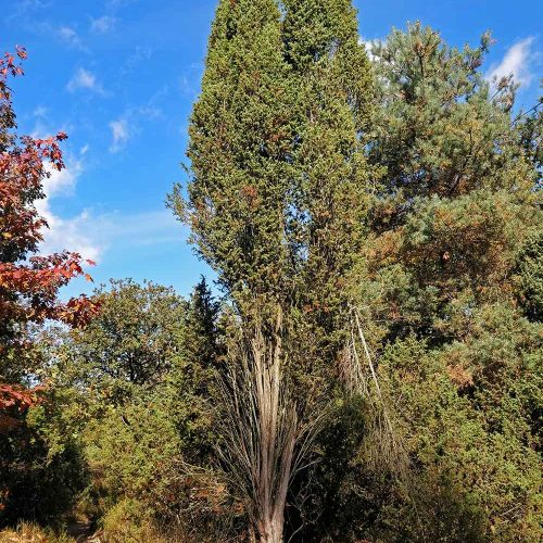 shrub struik juniper jeneverbes medicinaal medicinal nature natuur foraging wildplukken infecties infections antioxidant immunesystem immuunsysteem spijsvertering metabolism